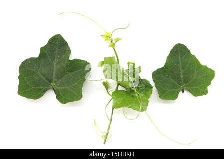 Ivy Gourd on white background, Coccinia grandis (Cucurbitaceae)  vegetable isolated on white background High resolution image gallery. Stock Photo