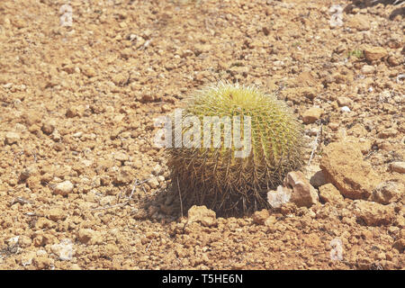 Thorny cactus with spikes and little fruits against blue sky Stock Photo