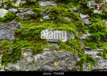 Stones covered with moss. Old wall of the building. Green moss Stock Photo