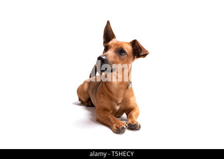Young and small brown dog isolated on a white background. Age 1,5 years, mixed breed. Dog at studio, dog school and veterinarian concept. Stock Photo