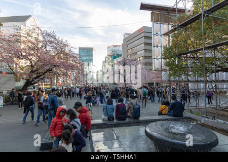 Ueno park was always busy with tourists & locals checking every day on the cherry blossoms - it is a fantastic spot for people watching! Stock Photo
