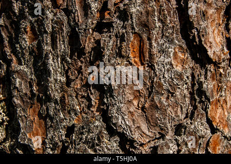 Tree bark. Macro shooting. Live color without processing Stock Photo