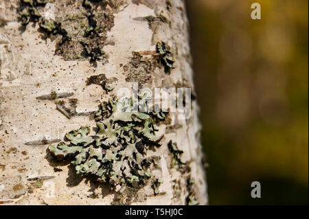 Tree bark. Macro shooting. Live color without processing Stock Photo