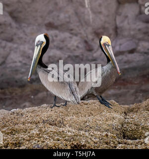 Two Brown Pelicans (Pelecanus occidentalis) in breeding plumage standing in front of a rocky cliff on the coast of Baja California, Mexico.