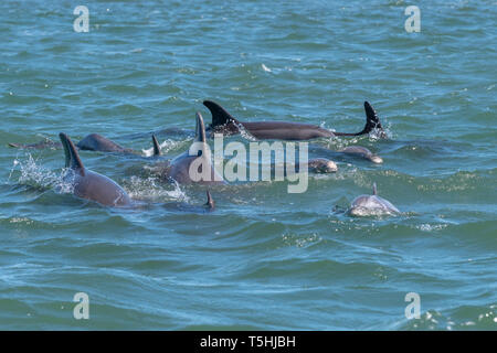 A pod of bottlenose dolphins in Magdelena Bay, Baja California, Mexico. Stock Photo