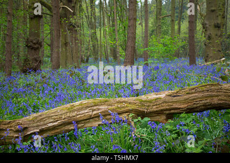 UK landscape of Worcestershire woodland capturing blue carpet of the springtime flowers: English common bluebells (Hyacinthoides non-scripta). Stock Photo