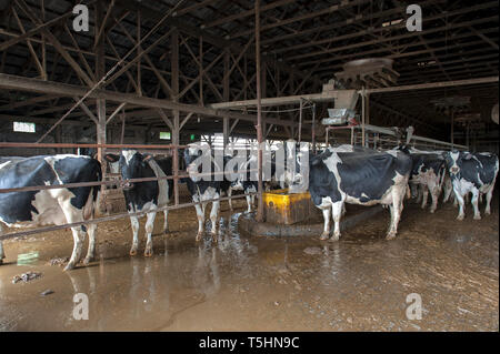 Dairy cows roam freely in the barn Stock Photo