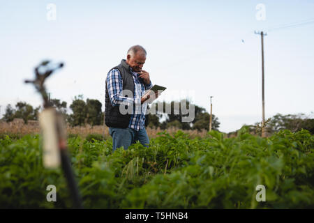 Farmer using digital tablet while standing in radish field Stock Photo