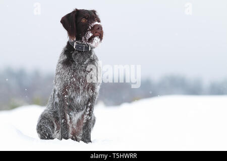 dog sitting in the snow on winter blurred background Stock Photo