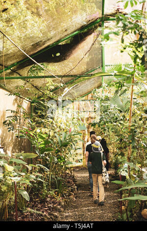 Butterfly Farm at the Gamboa Rainforest Resort, Soberania National Park, Panamá Stock Photo