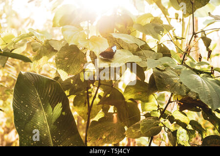 Butterfly Farm at the Gamboa Rainforest Resort, Soberania National Park, Panamá Stock Photo