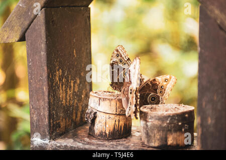 Butterfly Farm at the Gamboa Rainforest Resort, Soberania National Park, Panamá Stock Photo