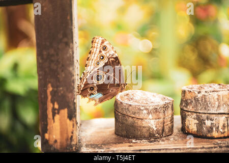 Butterfly Farm at the Gamboa Rainforest Resort, Soberania National Park, Panamá Stock Photo