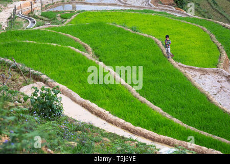 Young Vietnamese boy standing in rice field in SaPa, Vietnam, Asia Stock Photo