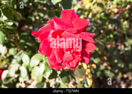 Lovely single beautiful blooming red rose on natural background macro Stock Photo