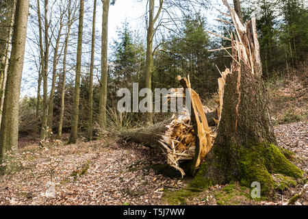 Storm damaged tree in forest Stock Photo