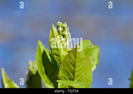 Close macro view of immature flower buds emerging on a red maple tree branch with blue sky background Stock Photo