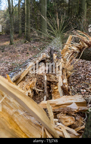 Storm damaged tree in forest Stock Photo