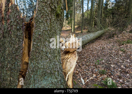 Storm damaged tree in forest Stock Photo