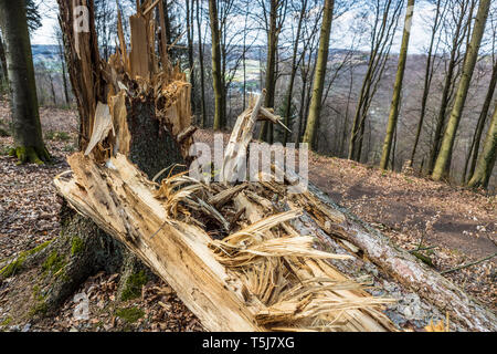 Storm damaged tree in forest Stock Photo