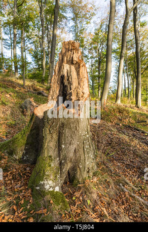 Storm damaged tree in forest Stock Photo