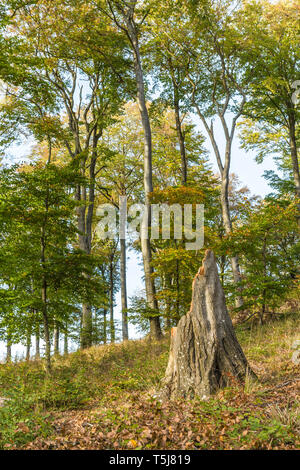 Storm damaged tree in forest Stock Photo