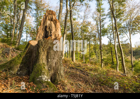 Storm damaged tree in forest Stock Photo