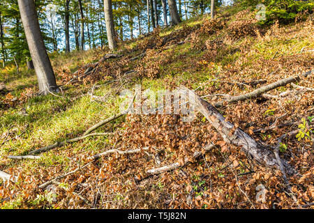 Storm damaged branches lying on forest floor amidst autumn foliage Stock Photo