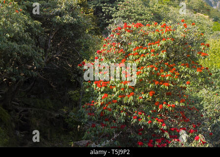 Flowering bushes, red inflorescences and leaves shining in oblique rays of sun - tree rhododendron (Rhododendron arboreum). Spring in Himalayas Stock Photo