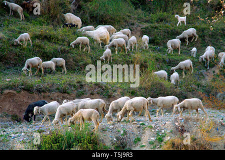 Grazing sheeps and goats in valleys of Pre-Himalayas. mountains of Sivalik Stock Photo