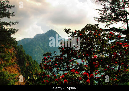 Flowering bushes, red inflorescences and leaves shining in oblique rays of sun - tree rhododendron (Rhododendron arboreum). Spring in Himalayas Stock Photo