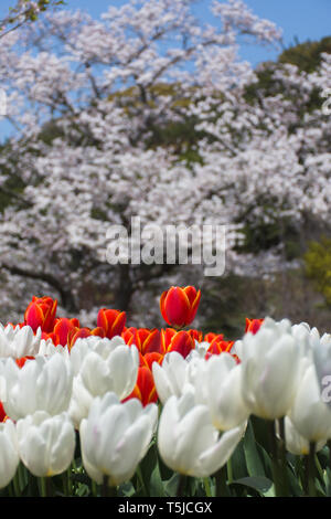 Field of tulips in front of a blossoming Sakura Stock Photo
