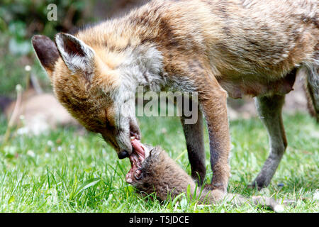 A fox cub playing with its mother’s bushy tail as she eats her offspring in a residential back garden. London. 17.5.10 Stock Photo