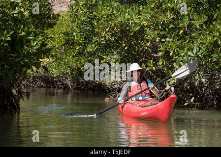 Sea kayaking among mangroves, Espiritu Santo Island, Baja California Sur, Mexico. Stock Photo