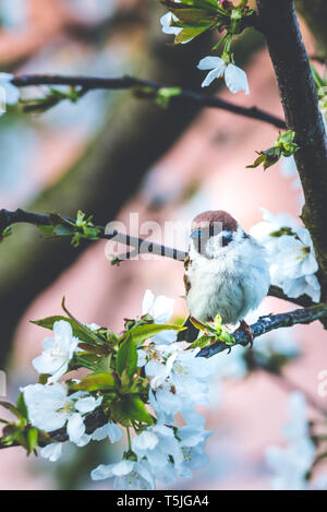 Vertical photo with male sparrow bird. Avian is perched on a branch of cherry tree. Many white spring blooms are on the fruit tree. Bird has nice grey Stock Photo