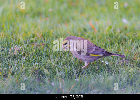 Horizontal photo with male greenfinch bird. Avian is perched on green lawn in a garden. Bird is eating black seed of sunflower. Bird has nice grey col Stock Photo