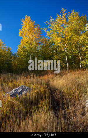 Path through the golden aspen leaves and grasses, Alpine Loop, Wasatch Mountains, Utah Stock Photo