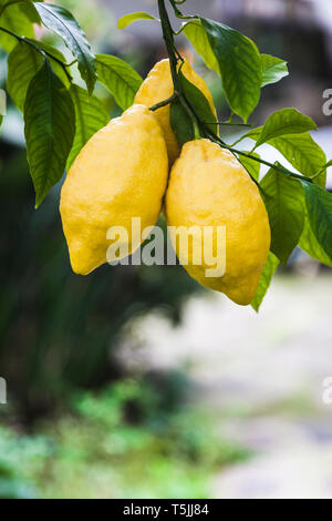 Lemons growing on tree, Italy Stock Photo