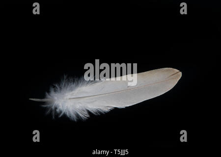 A white feather on a black background, closeup Stock Photo