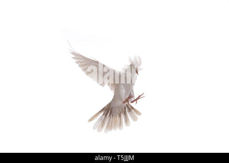 White dove in fly isolated at white background Stock Photo