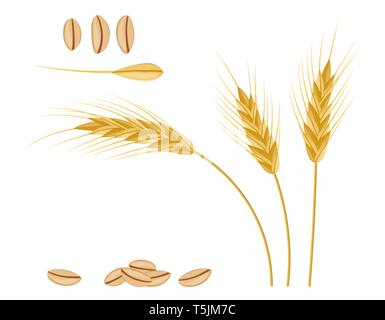 Whole stalks, wheat ears spikelets with seeds. Bakery pastry cereals. Oat bunch with grains. Vector illustration in flat style Stock Vector