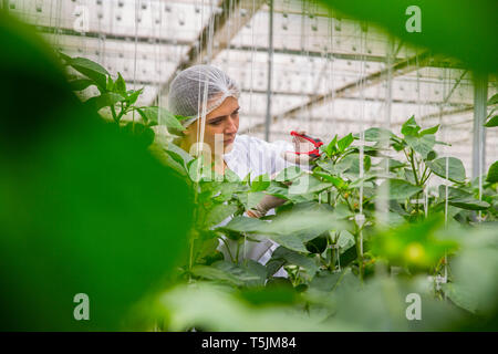 Young woman working in greenhouse, pruning vegetable plants Stock Photo
