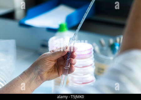 Lab technician experimenting in lab Stock Photo