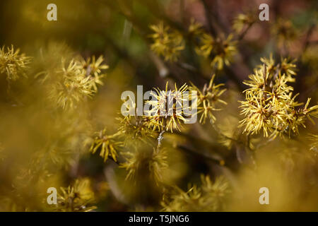 Witch-hazel, Hamamelis, flowering Stock Photo