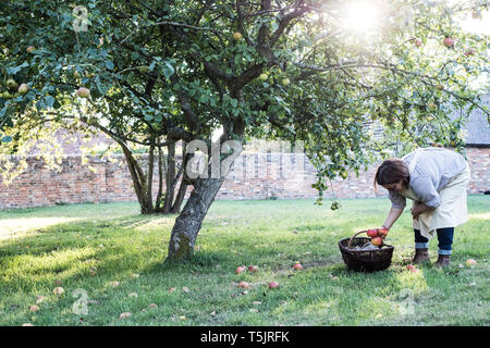 Woman wearing apron holding brown wicker basket, picking up windfall apples from the ground. Stock Photo