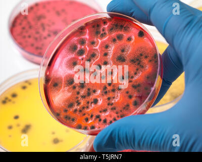 Scientist examining petri dishes containing bacterial growth in the laboratory Stock Photo