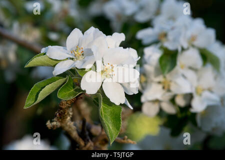 Apple blossoms, close-up Stock Photo