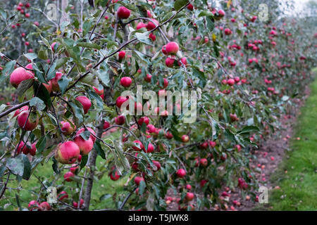 Apple trees in an organic orchard garden in autumn, red fruits ready for picking on branches of espaliered fruit trees. Stock Photo