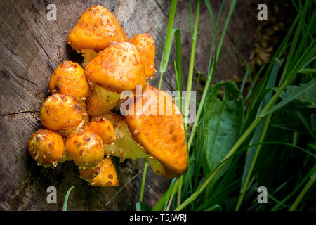 Golden Scalycap Musrooms growing on a felled tree stump at Sywell Country Park, Northamptonshire England UK Stock Photo