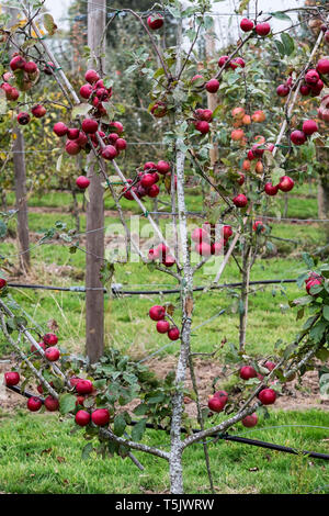 Apple trees in an organic orchard garden in autumn, red fruits ready for picking on branches of espaliered fruit trees. Stock Photo